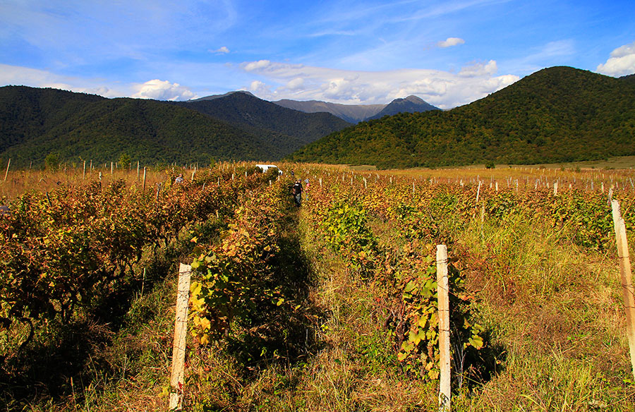 Kakheti Wine Region: Day Trip & Tours from Tbilisi